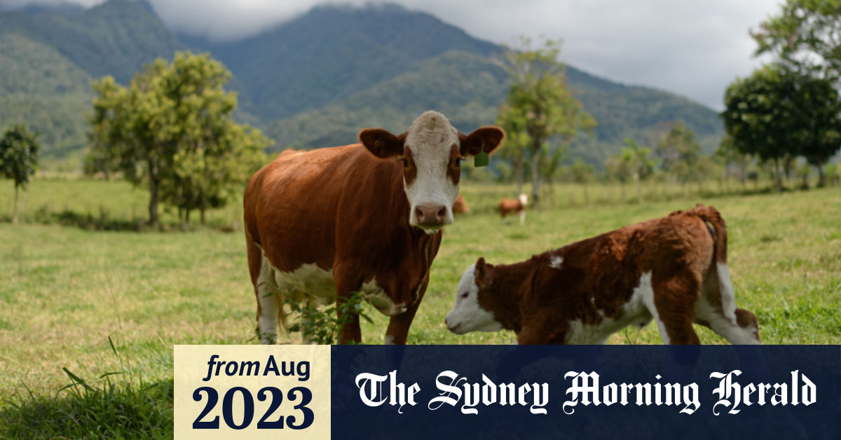 Live cattle exports Indonesia reveals more cases of disease in cattle